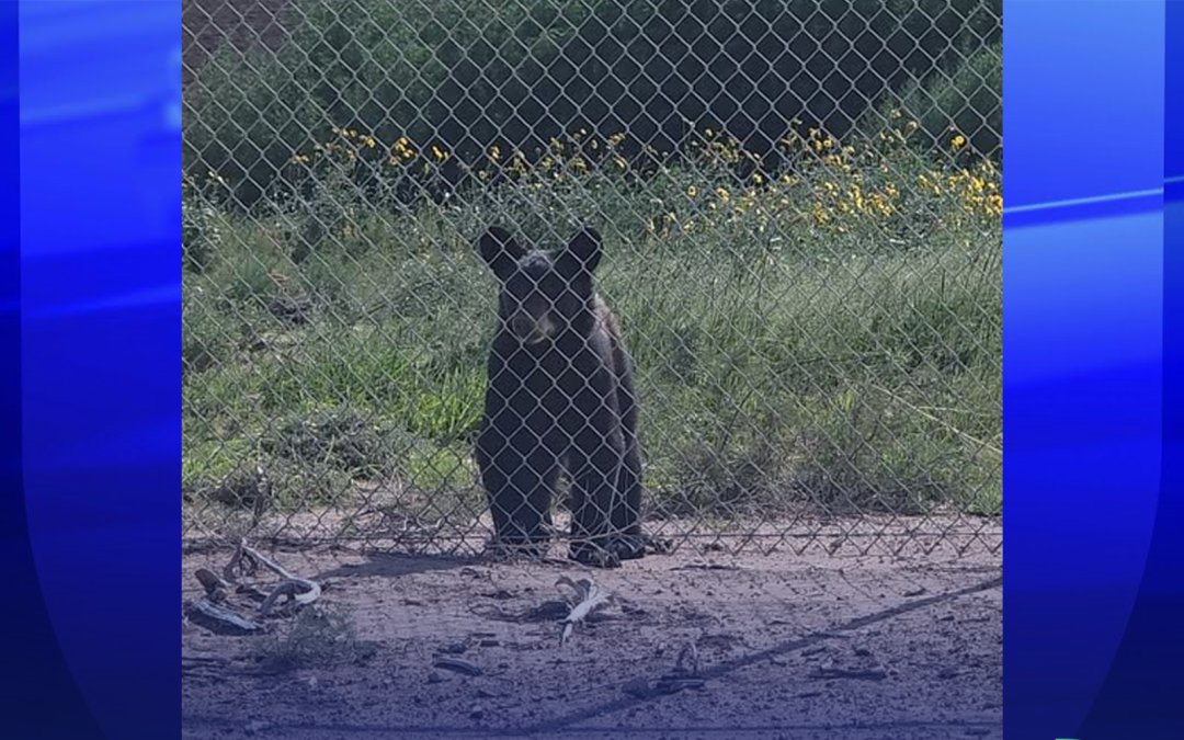 Capturan osezno en el condado de Midland y lo regresan a su hábitat natural