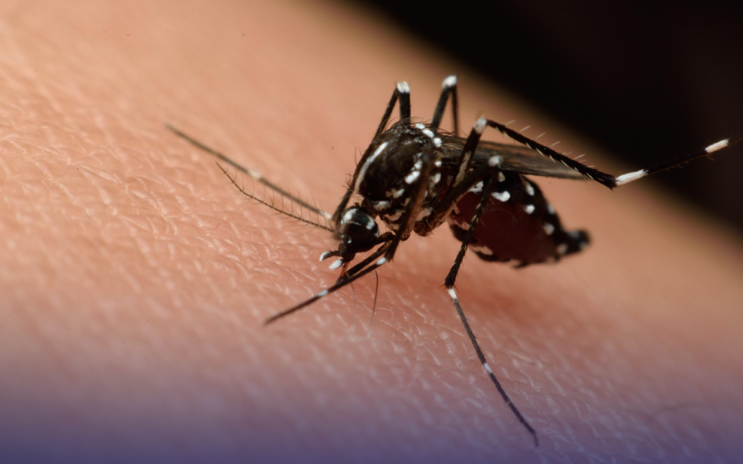 Confirman presencia del virus del Nilo Occidental en Midland