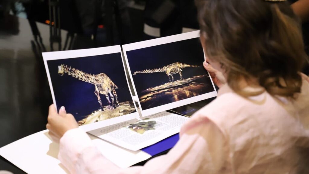 El Fósil ‘Einstein’ Fue Prestado al Municipio de San Pedro Garza García, No Donado