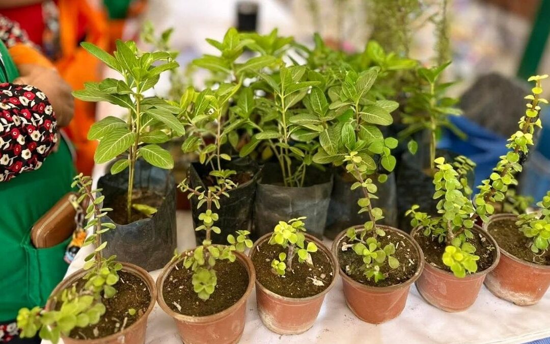 Torreón Establece Nuevo Récord en Árboles Plantados para el 2025