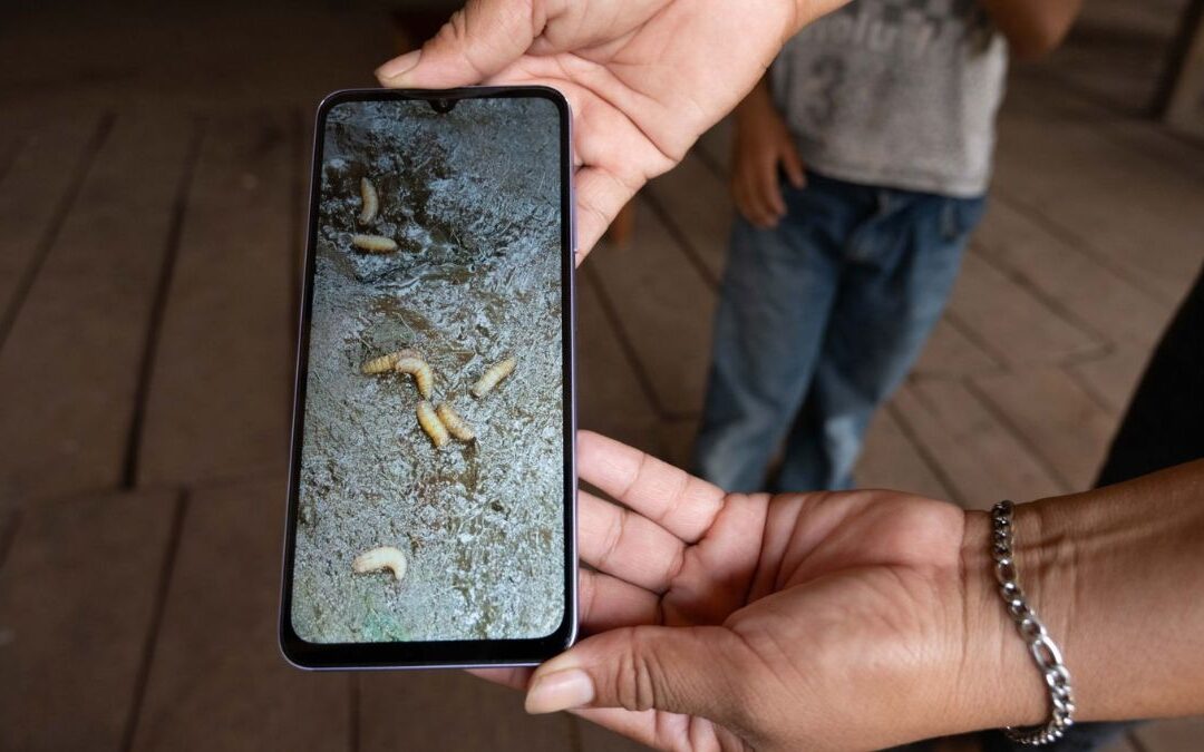 Primer Caso de Gusano Barrenador en Ganado de Edomex Activa Fase Preventiva