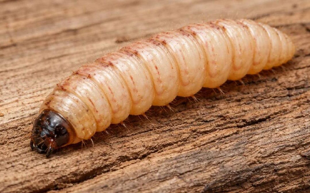 Todo lo que necesitas saber sobre la miasis: síntomas y tratamiento del gusano barrenador