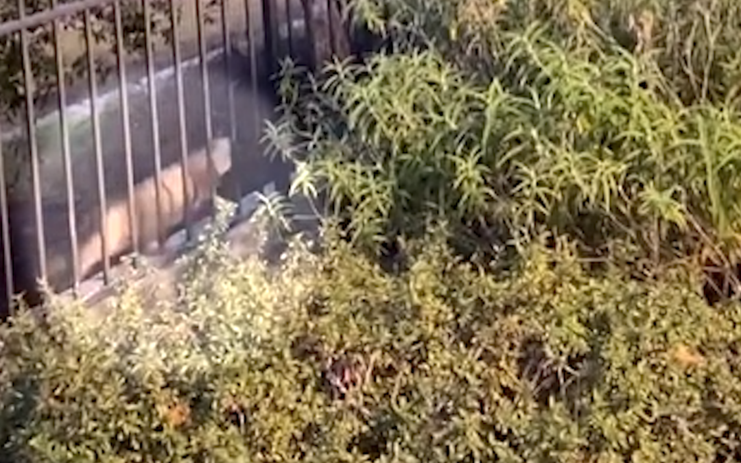 Avistamiento de Puma en Watsonville: Autoridades Locales Mantienen Vigilancia