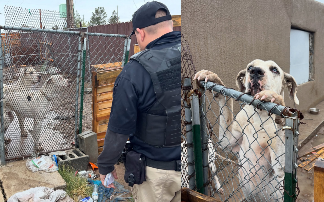 Servicios Animales El Paso Atiende Más de 600 Emergencias por Bienestar de Mascotas Durante Ola de Frío