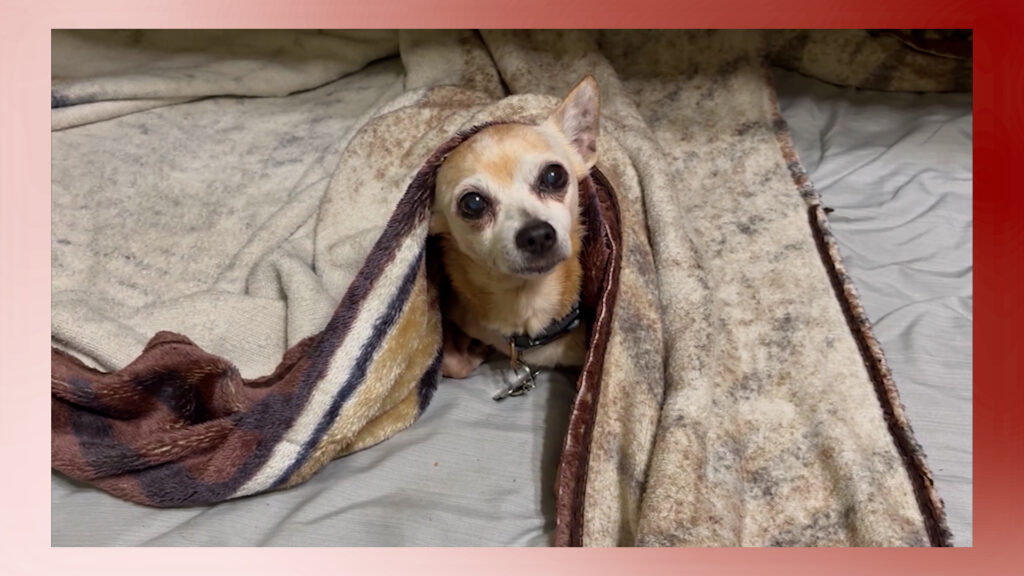 Esterilización: La Solución Urgente a la Crisis Animal de Laredo