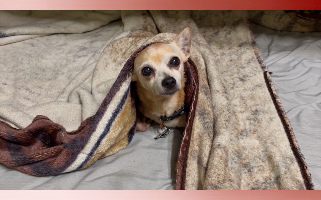 Esterilización: La Solución Urgente a la Crisis Animal de Laredo