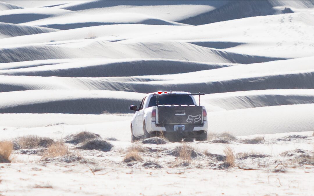Vandalismo Ecológico en Death Valley: 74 Plantas Raras Destruidas por Conductor Ilegal