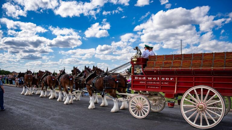 Exhibición de los Clydesdales de Budweiser en San Angelo reúne a la comunidad en Fort Concho