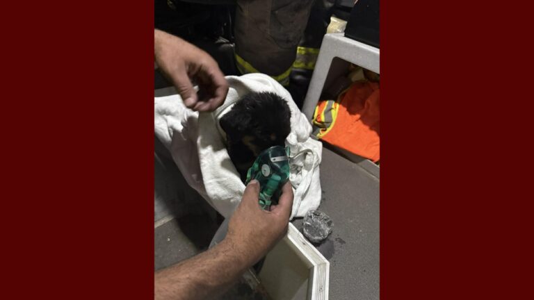 Bomberos de Big Spring rescatan a cachorro atrapado durante incendio