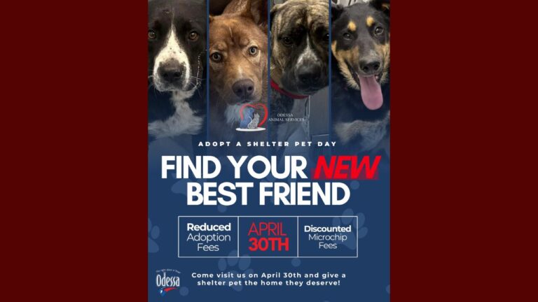 Odessa celebra el Día Nacional de Adopción de Mascotas con tarifas reducidas en refugio municipal